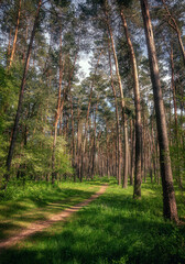 Obraz premium Summer landscape