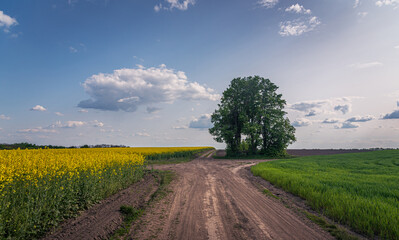 Obraz premium Summer landscape