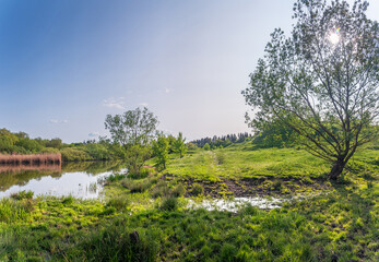 Fototapeta premium Summer landscape