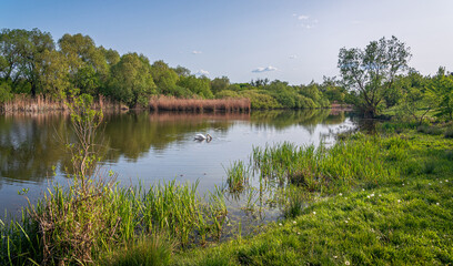 Summer landscape