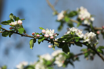 Blooming apple tree branch close-up against blue sky
