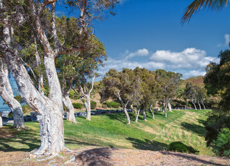 Fototapeta premium Background of a Eucalyptus Grove on a Sunlit Hillside.