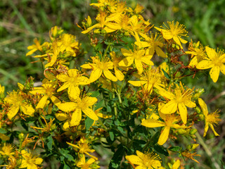 St. John's wort or hypericum perforatum. A meadow plant with yellow flowers. Homeopathy and medicine