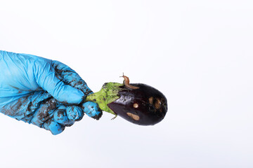 Spanish slug eats eggplant. A slug damages vegetables on an ecological farm.