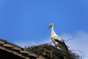 Stork on the roof close-up, stork in the nest against the blue sky, space for text
