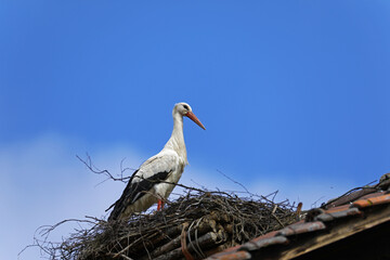 A young stork builds a nest on the roof, the theme of family and continuation