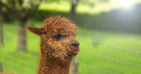 Fototapeta premium Young happy alpaca on an alpine pasture. Place for text