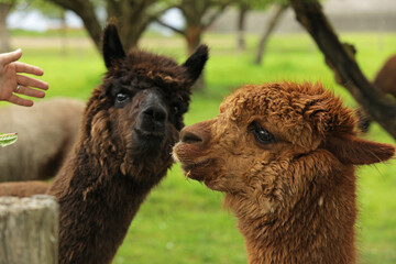 Man tries to pet a llama, llamas on a farm