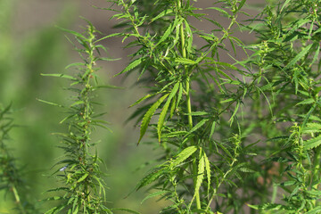 Green cannabis bush close up, space for your advertising or text