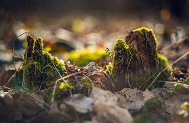 Nature beauty