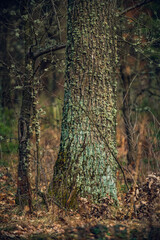 Obraz premium Spring evening landscape