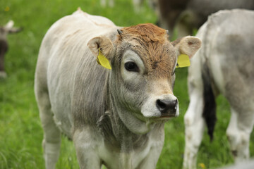 Young cattle on an alpine pasture. Young gray bull on a farm close-up looking at the camera