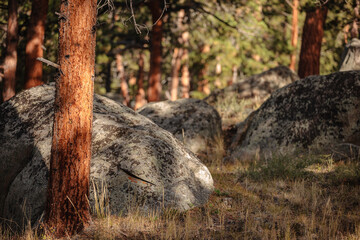 Boulders and pines within the Moraine Park area, Rocky Mountain National Park, Colorado