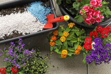 Beautiful seedlings of different flowers before planting in balcony boxes. Fertilizer for flowers