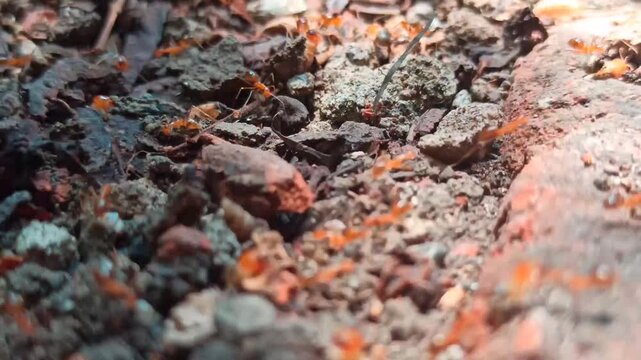 red ants fighting with termites