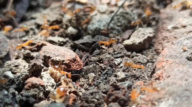 red ants fighting with termites