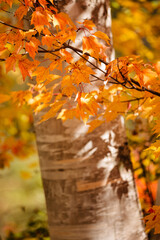 Maple leaves, changing in early October, contrast against the birch trunk in the background, near Boulder Junction, Wisconsin
