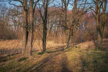 Spring evening landscape