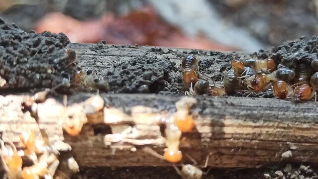 red ants fighting with termites