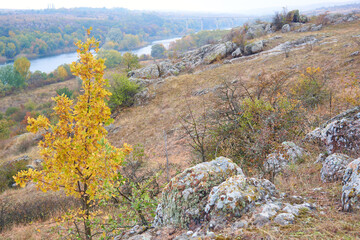 growing trees in Ukraine