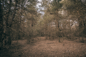 Obraz premium Spring evening landscape
