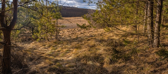Spring evening landscape