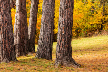 Five pine tree trunks, focused on the first, to illustrate greater depth of field with larger...