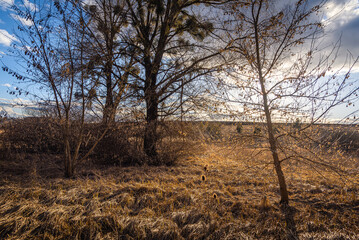 Obraz premium Spring evening landscape