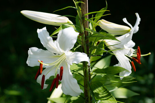 lilium blanc Casablanca (jardin du ruisseau de l'&eacute;glise 2024)