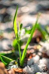 Nature beauty
