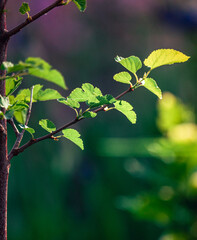 Nature beauty