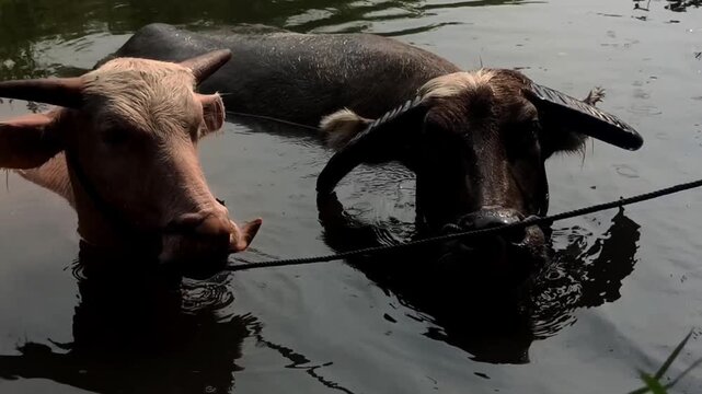 buffaloes are bathing together in the river