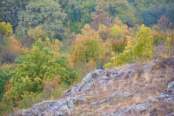 growing trees in Ukraine