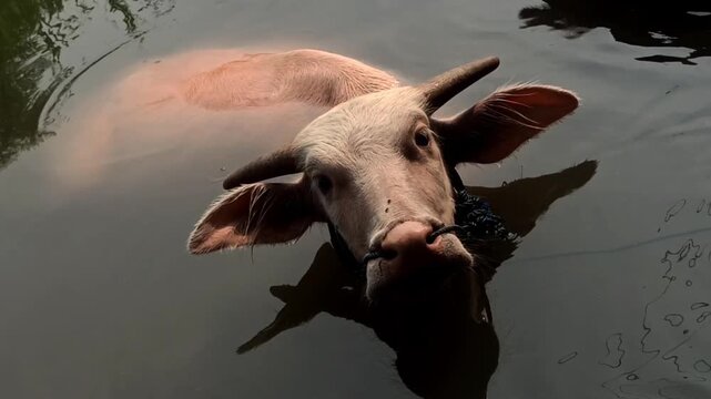 buffaloes are bathing together in the river