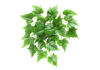 Fototapeta premium Cluster of green leaves isolated on transparent background. Transparent PNG.