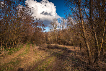 Spring evening landscape