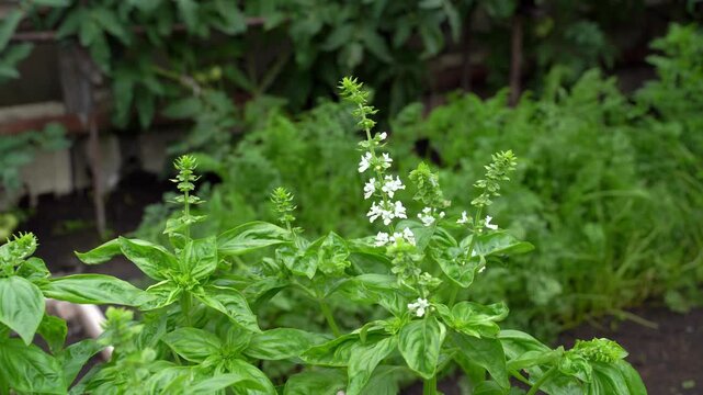 basil inflorescences on a bed in a greenhouse