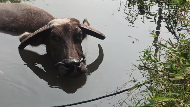 buffaloes are bathing together in the river