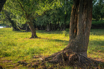 Summer landscape