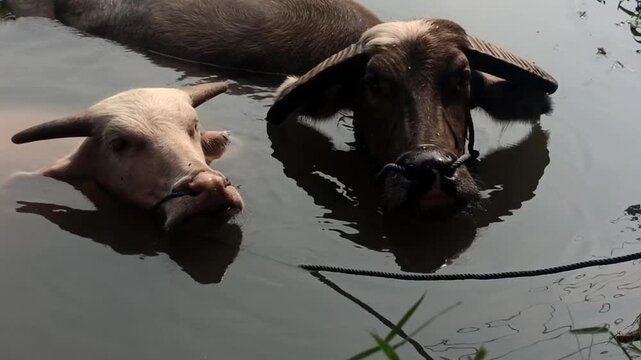 buffaloes are bathing together in the river