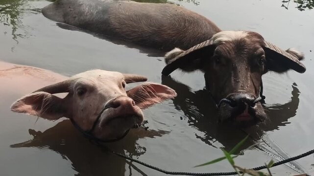 buffaloes are bathing together in the river