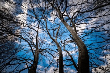 Bare tree branches against a blue sky with clouds on a clear day.