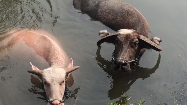 buffaloes are bathing together in the river