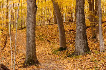 Late October hiking trail through the woods within the Pike Lake Unit, Kettle Moraine State Forest, Hartford, Wisconsin