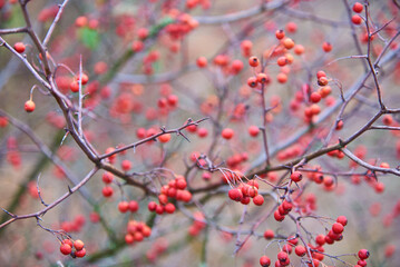 growing trees in Ukraine