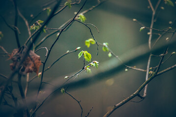 Nature beauty
