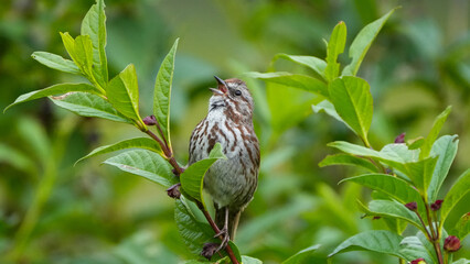 Song Sparrow