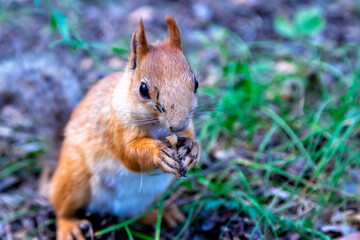 Fototapeta premium Karkaralinsk, Kazakhstan. A funny Squirrel stands sideways and eats a nut, putting its paws together