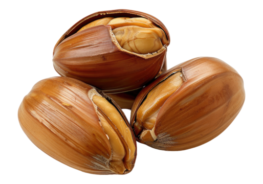 Beech nuts isolated on transparent background. Transparent PNG.