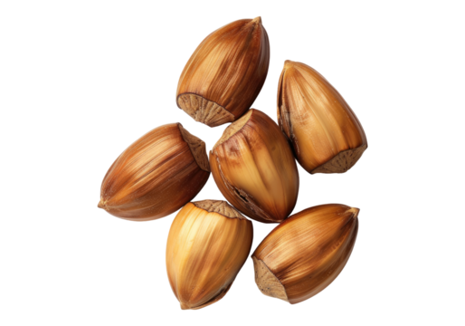 Beech nuts isolated on transparent background. Transparent PNG.